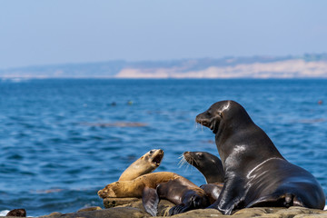 Even sea lions argue