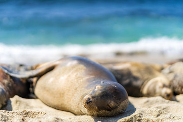 sea lion on the beach