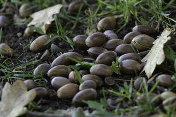 acorn