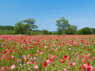 ポピー畑　Shirley Poppy field, Miyagi, Japan