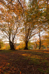 Beech trees in Canfaito forest (Marche, Italy) at sunset with warm colors, sun filtering through and long shadows