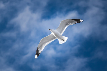 Close-up seagull in the middle of the sky