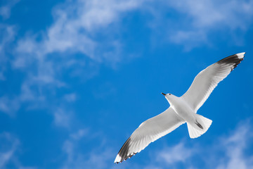 White seagull flying in the blue sky