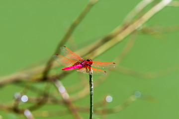 Insect red dragonfly in nature pond