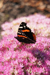 Brilliant spectabile sedum pink flowers with vanessa atalanta or red admiral on it 