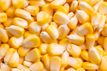 Corn texture. Yellow corns as background.