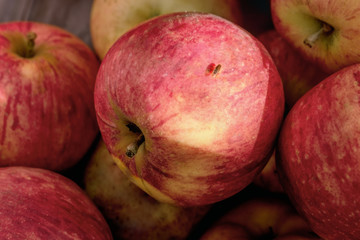 A real red dirty apple with a sitting garden fly. Ripe apples just picked in the garden.