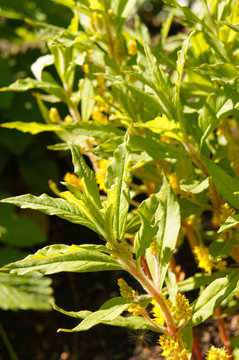 Lysimachia thyrsiflora or tufted loosestrife green plant with yellow flowers