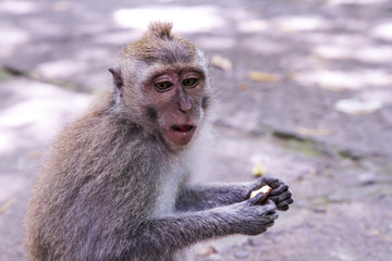 monkey ubud