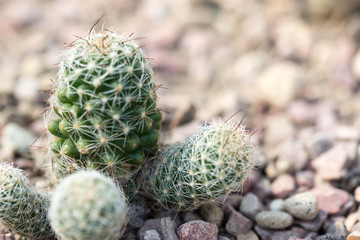 Macro shot of a green cacti or cactus and its thorns or spines