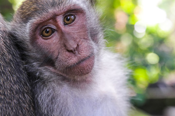 Obraz premium monkey ubud