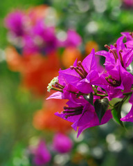pink flowers in the garden