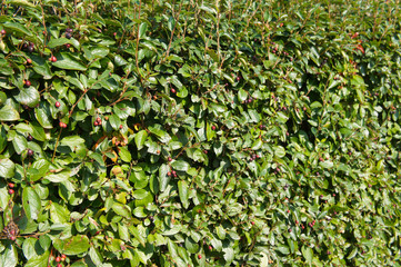 Cotoneaster lucidus or shiny cotoneaster green plant