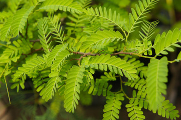 Gleditsia triacanthos elegantissima or thorny locust green foliage