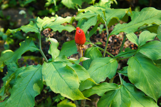 Arisaema serratum or japanese arisaema plant