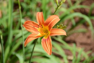 Hemerocallis lilioasphodelus flower in nature garden