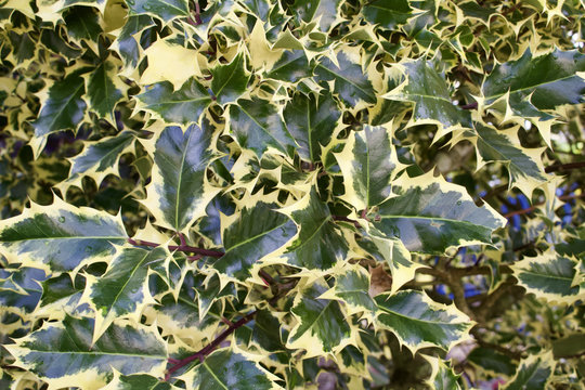 Close-up background of green and yellow variegated holly leaves in full sun