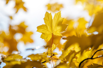 Autumn background - yellow maple leaves closeup