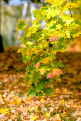 Red and yellow maple leaves in the city Park.