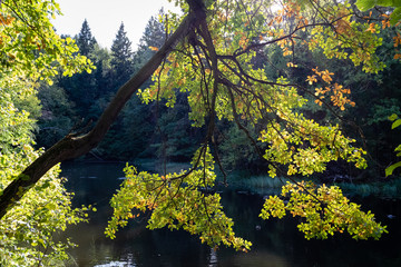 Sunny golden autumn landscape view of park in central Russia with yellow and green fallen leaves