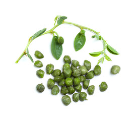 Caper plant, capers and green leaves on white background