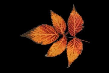 Beautiful autumn leaves of different colors on an isolated background. 