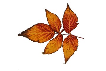 Beautiful autumn leaves of different colors on an isolated background. 