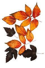 Beautiful autumn leaves of different colors on an isolated background. 
