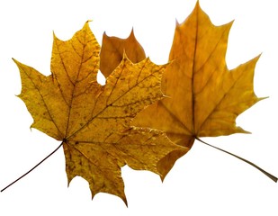 Naklejka na ściany i meble Maple autumn leaves isolated on white background. 