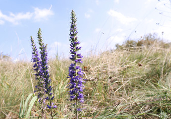Closeup of a beautiful purple veronica flowers in a autumn meadow. Blossoms in grass.Largest genus in the flowering plant family Plantaginaceae. Common names include speedwell, bird's eye, gypsyweed.