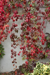 Close-up view of autumn red leaves of Virginia creeper vines on a white stucco wall background