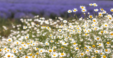 Chamomile and lavender in nature