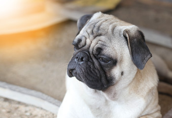 Lonely pug dog in sad mood on dirty ground sand waiting for boss