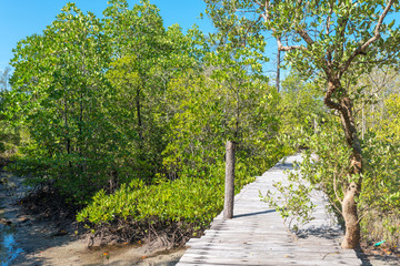 Educational trail through mangrove swamps on the island Ko Phayam in Thailand