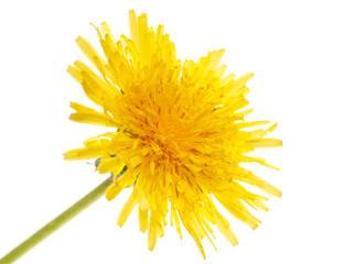 Naklejka premium yellow dandelion on a white background