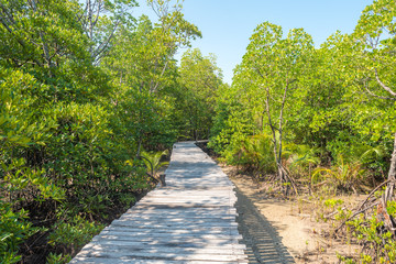Educational trail through mangrove swamps on the island Ko Phayam in Thailand