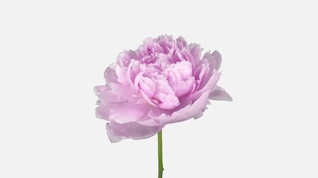 Time-lapse of opening pink Peony flower 2a4w in 4K PNG+ format with ALPHA transparency channel isolated on white background
