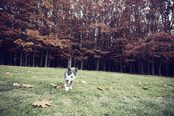Naklejka na ściany i meble Autumn walking cat