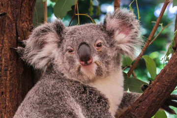 koala