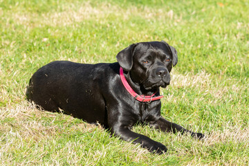 black sweet labrador french bulldog lying on the lawn
