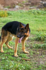 Naklejka na ściany i meble german shepherd dog on the grass