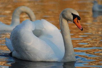 Fototapeta premium Swan swimming in a pond
