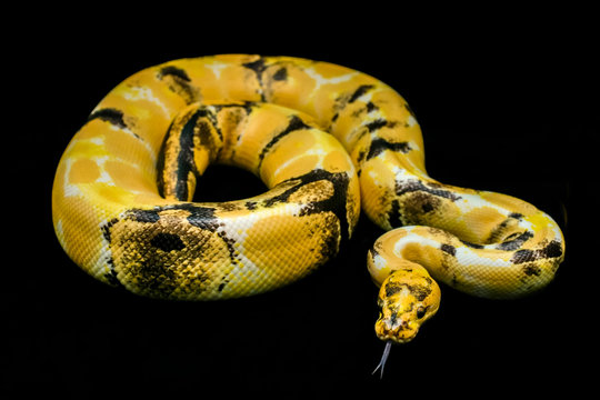 Paradox calico morph Ball python (python regius) on and flicks its tongue find suspicious black floor background. Image of beautiful snake for exotic pets or reptile keeper.