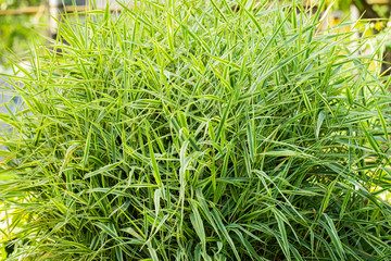 Bush Phalaris Arundinacea Growing In Landscape Design.