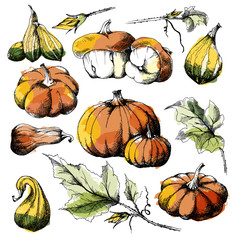 Set of Pumpkins different varieties, big and small with a separate leaves, hand drawn sketch, vector. All objects are isolated. Harvest festival, autumn illustration. Watercolor blob imitation.