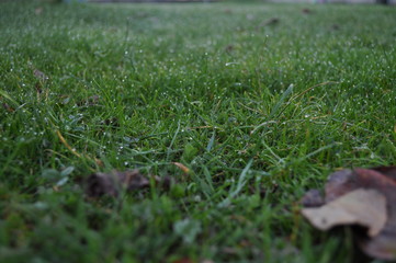 Morning in the garden 