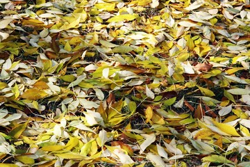 Hojas caídas en otoño.