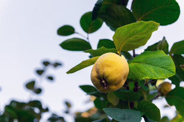 Ripe quince fruits on the branches in the garden