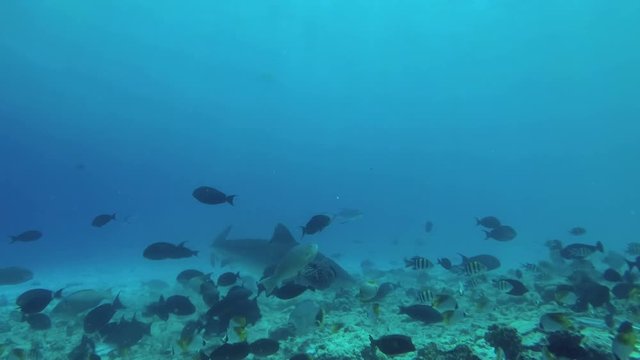 Tiger shark swims in the blue water in shallow water. Underwater shot, Tiger Shark (Galeocerdo cuvier), Indian Ocean, Maldives   