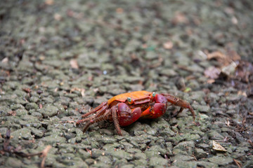 crab is walking on a ground